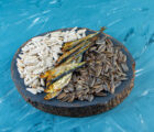 floating fish feeds