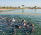 floating fish feed pellets on water surface