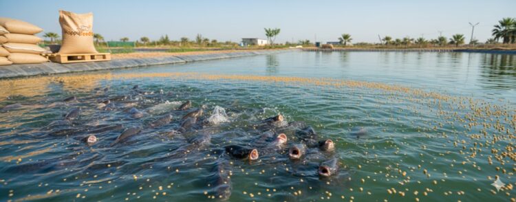 floating fish feed pellets on water surface