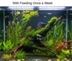 Best Freshwater Aquarium Fish with Feeding Once a Week: