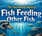 Fish Feeding