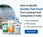 Fish Feed