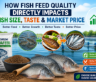 Fish Feed