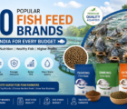 Popular Fish Feed Brands