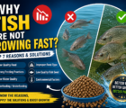 fish feeds growth