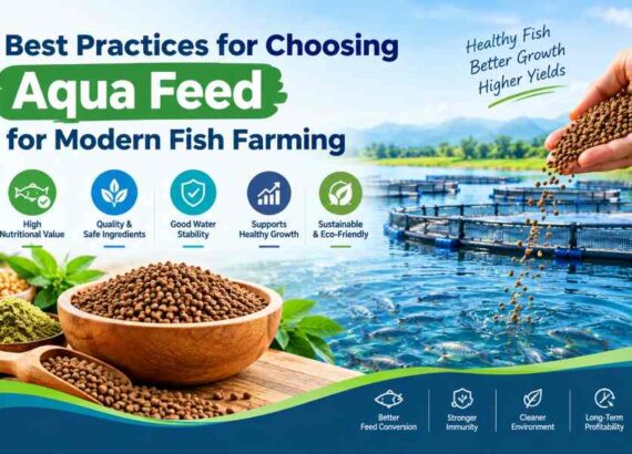 fish feed