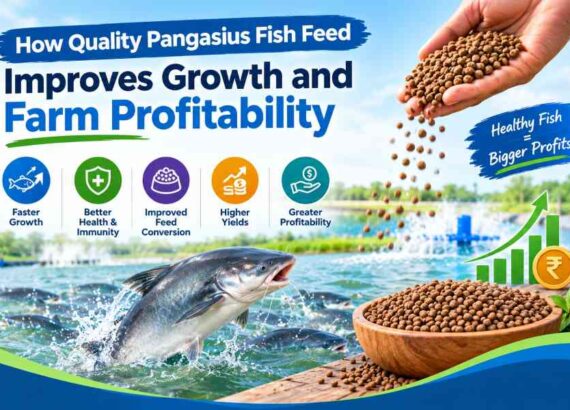 Pangasius